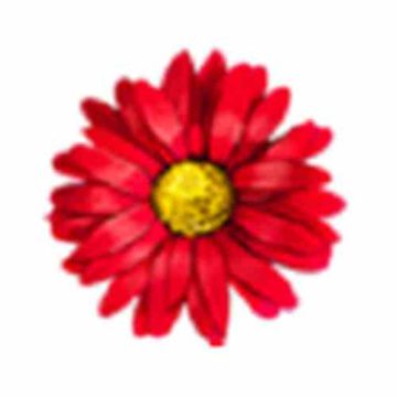 花蕊直播手机版